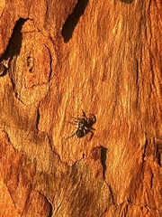 Menemerus semilimbatus