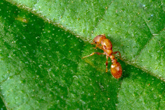 Nesomyrmex