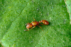 Nesomyrmex