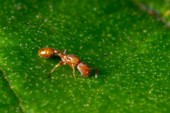 Nesomyrmex