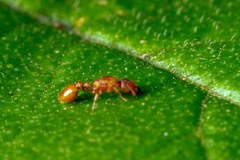 Nesomyrmex