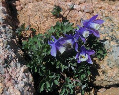 Aquilegia saximontana
