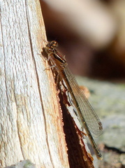 Ischnura