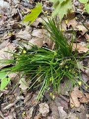 Ornithogalum umbellatum