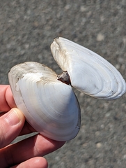 Rexithaerus secta