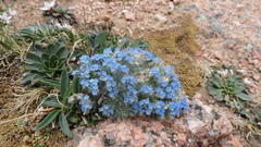 Eritrichium argenteum