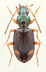 Bembidion scopulinum