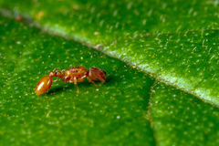 Nesomyrmex