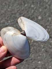 Rexithaerus secta