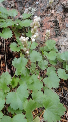Heuchera hallii