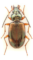 Bembidion transversale