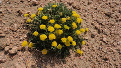 Cymopterus humilis