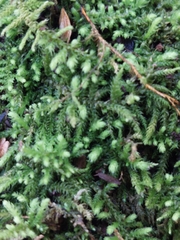 Claopodium crispifolium