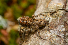Sumampattus quinqueradiatus