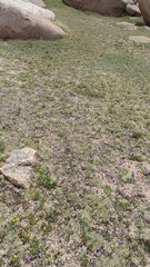 Primula angustifolia