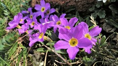 Primula angustifolia