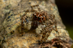 Sumampattus quinqueradiatus