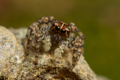 Sumampattus quinqueradiatus