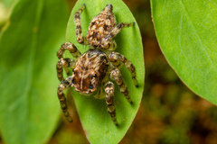 Sumampattus quinqueradiatus