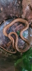Dryophylax hypoconia