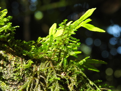 Selaginella porphyrospora