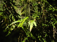 Selaginella porphyrospora