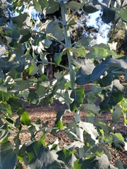 Eucalyptus cinerea