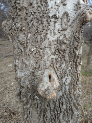 Celtis occidentalis
