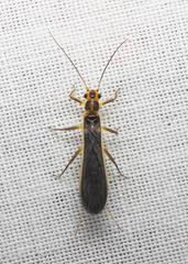 Perlesta