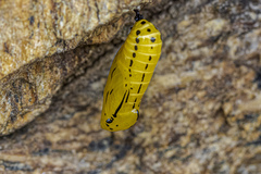 Methona themisto themisto