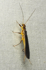 Perlesta