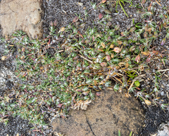 Spergularia rubra