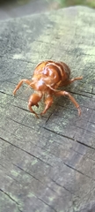 Amphipsalta