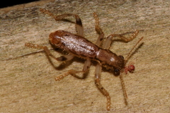 Lemidia aptera
