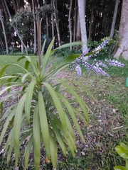Cordyline stricta