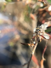 Chalcosyrphus elongatus