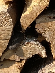 Nerodia sipedon sipedon