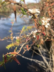 Chalcosyrphus elongatus