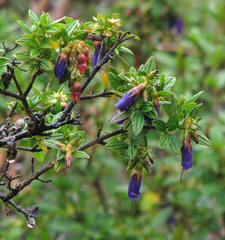 Brachyotum strigosum