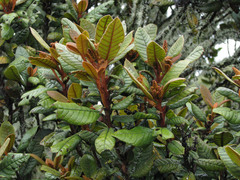 Clethra