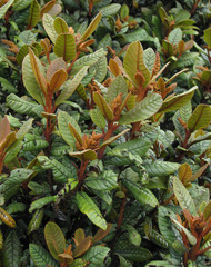 Clethra