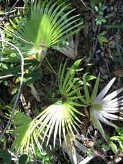 Livistona chinensis