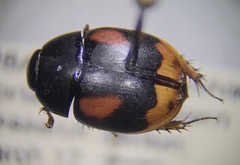 Sphaeridium scarabaeoides