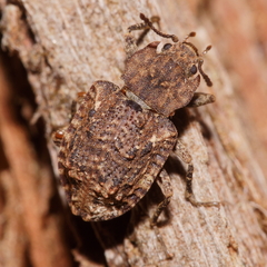 Syrphetodes marginatus