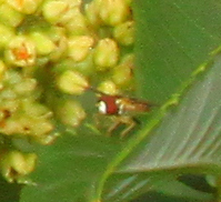 Toxomerus marginatus