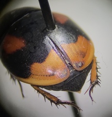 Sphaeridium scarabaeoides