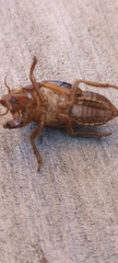 Amphipsalta
