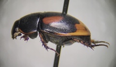 Sphaeridium scarabaeoides