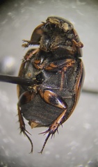 Sphaeridium scarabaeoides