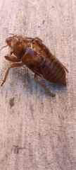 Amphipsalta